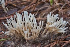 Attēlu rezultāti vaicājumam “Tremellodendropsis tuberosa”