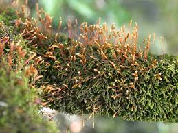 Attēlu rezultāti vaicājumam “Leskea polycarpa”