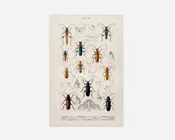 Attēlu rezultāti vaicājumam “Criocephalus rusticus”