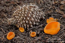 Attēlu rezultāti vaicājumam “Caloscypha fulgens”