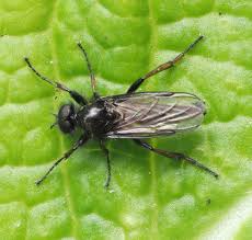 Attēlu rezultāti vaicājumam “Bibionidae female”