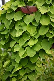 Attēlu rezultāti vaicājumam “Aristolochia durior”