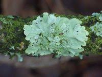 Attēlu rezultāti vaicājumam “Flavoparmelia caperata”