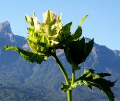 Attēlu rezultāti vaicājumam “Cirsium oleraceum leaf”