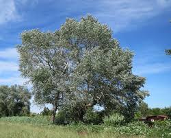 Attēlu rezultāti vaicājumam “Populus alba”