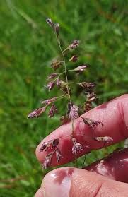 Attēlu rezultāti vaicājumam “Poa humilis”