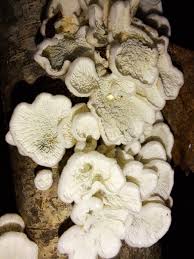 Attēlu rezultāti vaicājumam “Plicaturopsis crispa”