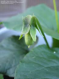 Attēlu rezultāti vaicājumam “Viola uliginosa”