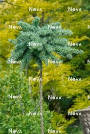 Attēlu rezultāti vaicājumam “Larix kaempferi”