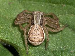 Attēlu rezultāti vaicājumam “Xysticus ulmi”