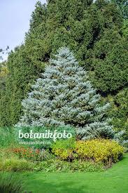 Attēlu rezultāti vaicājumam “Abies koreana”