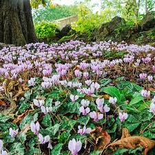 Attēlu rezultāti vaicājumam “Cyclamen hederifolium”