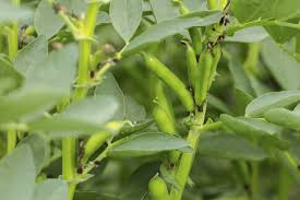 Attēlu rezultāti vaicājumam “Vicia faba leaf”