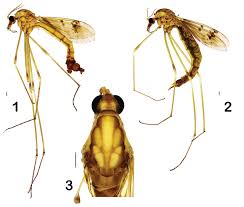 Attēlu rezultāti vaicājumam “Tipulidae female”