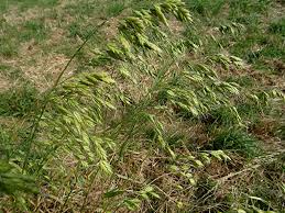 Attēlu rezultāti vaicājumam “Bromus secalinus”