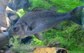 Image result for Morone americana