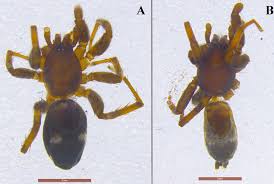 Attēlu rezultāti vaicājumam “Gnaphosidae”