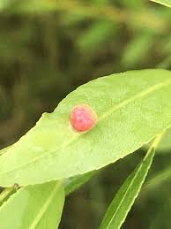 Attēlu rezultāti vaicājumam “Pontania proxima”