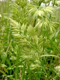 Attēlu rezultāti vaicājumam “Dactylis glomerata subsp. glomerata”