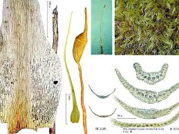 Attēlu rezultāti vaicājumam “Dicranella schreberiana”