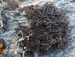 Attēlu rezultāti vaicājumam “Trichia alpina sessile”