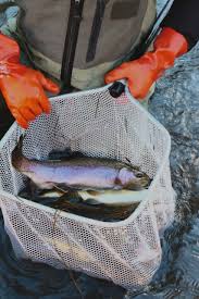 Image result for Kirkham and District Fly Fishers` Club