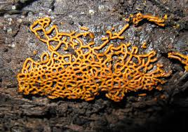 Attēlu rezultāti vaicājumam “Hemitrichia decipiens macro”