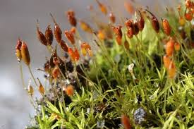 Attēlu rezultāti vaicājumam “Weissia squarrosa”