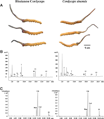 Attēlu rezultāti vaicājumam “Cordyceps”