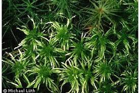 Attēlu rezultāti vaicājumam “Sphagnum girgensohnii”