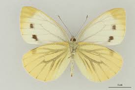 Attēlu rezultāti vaicājumam “Pieris napi female”