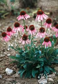 Image result for Echinacea angustifolia