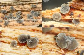 Attēlu rezultāti vaicājumam “Hyphodiscus hymeniophilus”