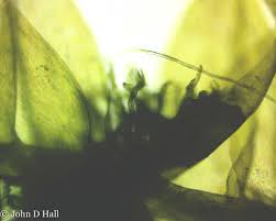 Attēlu rezultāti vaicājumam “Pseudotaxiphyllum elegans macro”