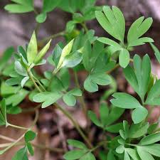 Attēlu rezultāti vaicājumam “Corydalis intermedia fruit”