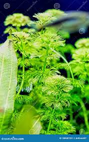 Attēlu rezultāti vaicājumam “Ceratophyllum submersum leaf”