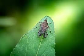 Attēlu rezultāti vaicājumam “Haematopota sp.”