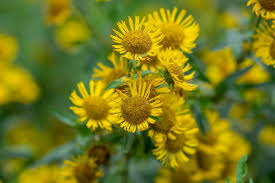 Attēlu rezultāti vaicājumam “Inula britannica flower”