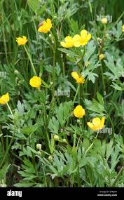 Attēlu rezultāti vaicājumam “Ranunculus auricomus”