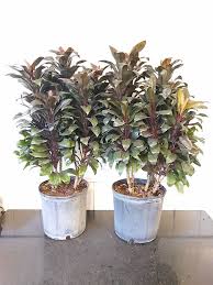 Attēlu rezultāti vaicājumam “Conardia compacta macro”