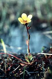 Attēlu rezultāti vaicājumam “Saxifraga hirculus”
