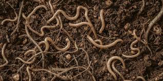 Attēlu rezultāti vaicājumam “Lumbricidae”