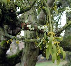 Attēlu rezultāti vaicājumam “Viscum album fruit”