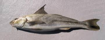 Image result for Menticirrhus americanus