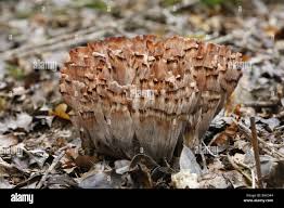 Image result for Podoscypha multizonata