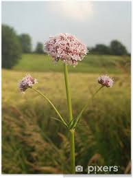 Image result for Baldrian