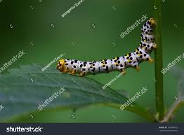 Attēlu rezultāti vaicājumam “Shargacucullia scrophulariae”