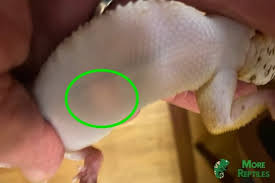 Image result for gravidity leopard gecko