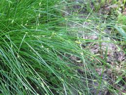 Attēlu rezultāti vaicājumam “Carex remota”