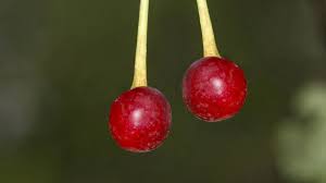 Attēlu rezultāti vaicājumam “Cerasus fruit”